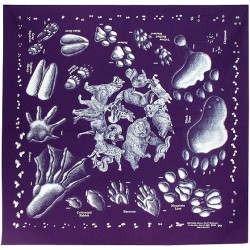 Animal Tracks Animal Tracks