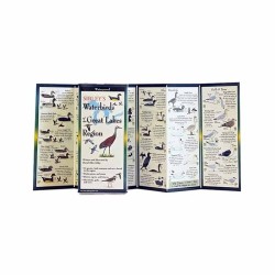 Sibley's Waterbirds Great Lake Sibley's Waterbirds Great Lake