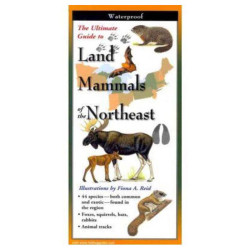 Land Mammals Of The Northeast