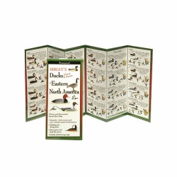 Sibley's Ducks Geese Swan East Sibley's Ducks Geese Swan East