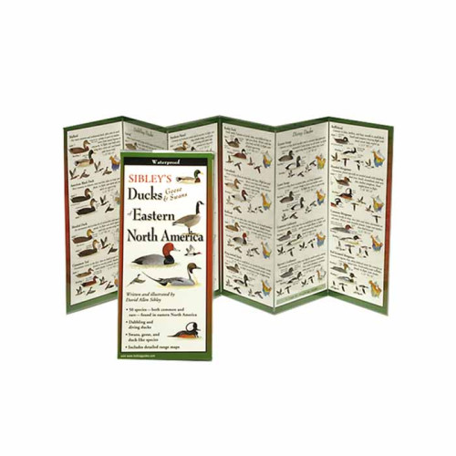 Sibley's Ducks Geese Swan East