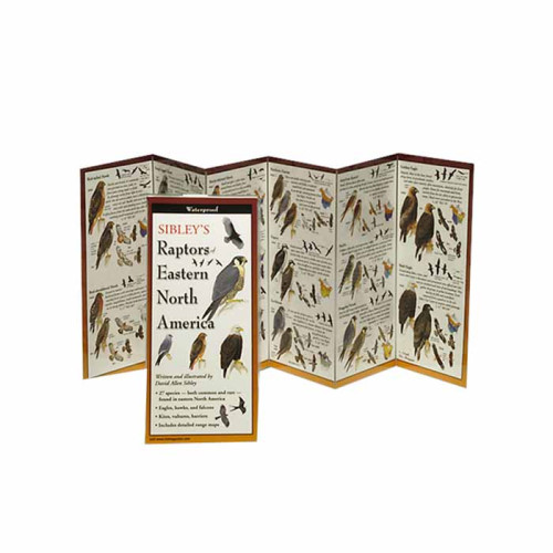 Sibley's Raptors Of Eastern Na