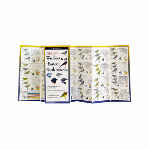 Sibley's Warblers Of East Na