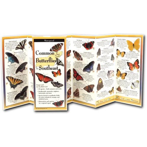 Butterflies Southeast Guide