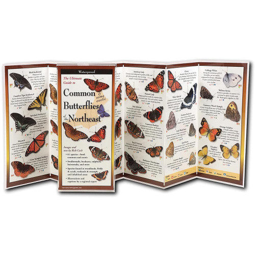 Butterflies Northeast Guide