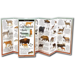 Mammals Of Rockies Guide